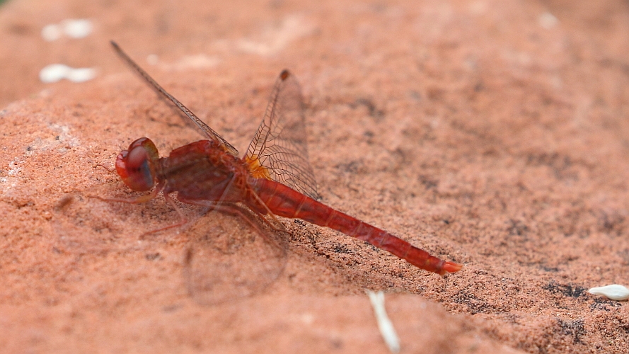 Crocothemis sanguinolenta (Small Scarlet) male 3.JPG